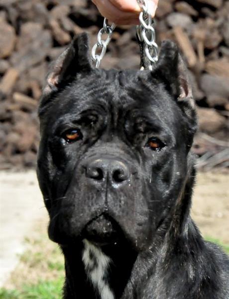 Cane-corso-stenci