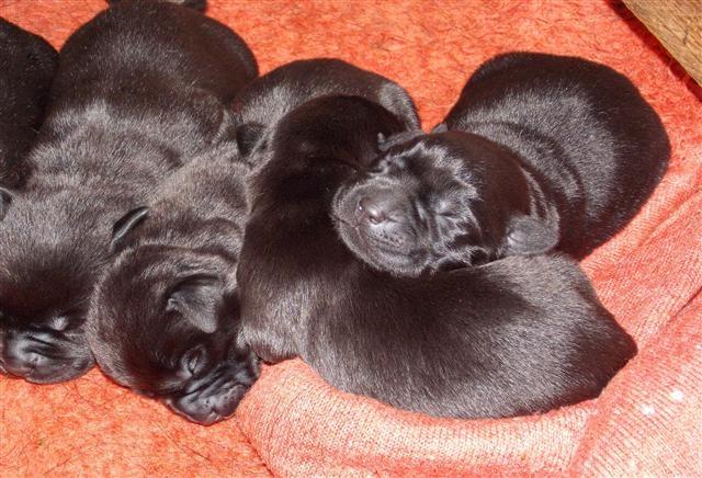Labrador-retriever-štenad