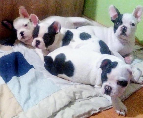 Francuski-buldog-