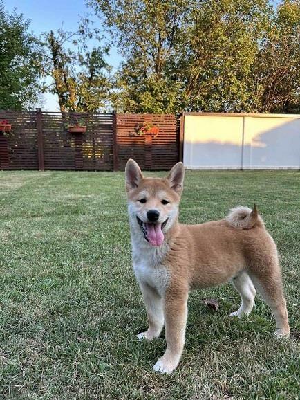 Shiba-Inu-štenci