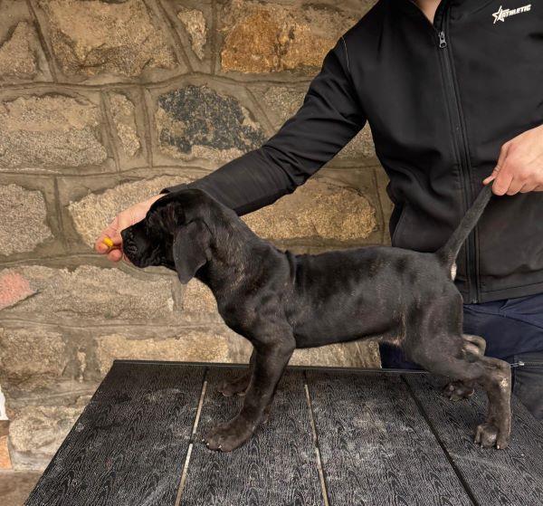 Cane-Corso-štenci
