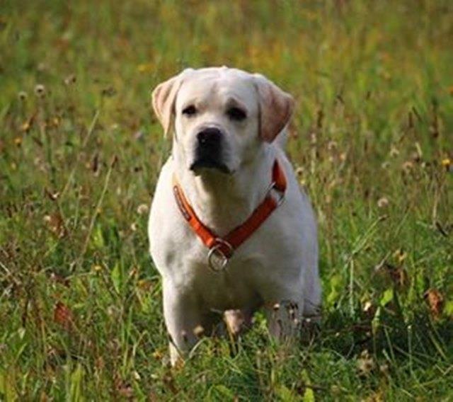 Štenci-labrador-retrivera-