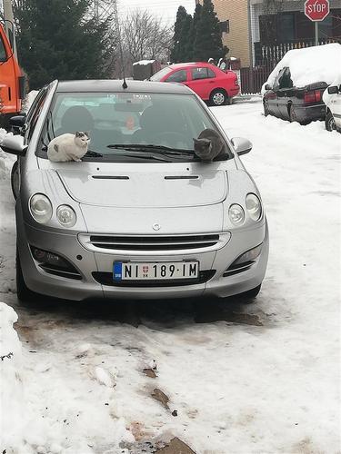 Smart forfour 2005