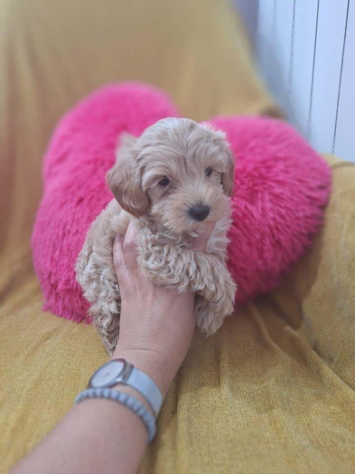 Prelepi-štenci-Maltipoo