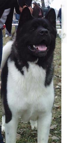 Americka akita muzjak Cameron Red Mist