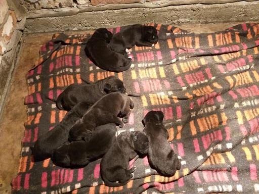 Cane-corso-stenci
