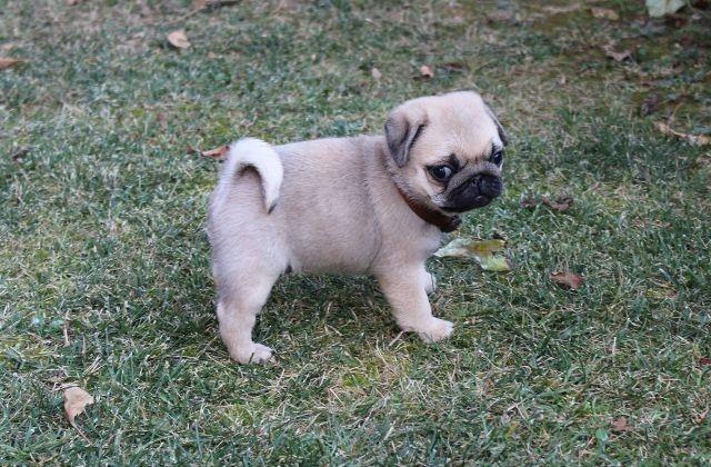 Mops--štenci