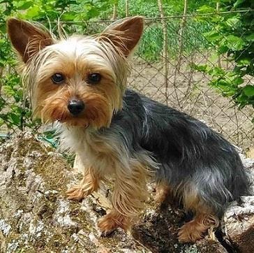 TOY-YORKSIRSKI-TERIER--zenka-