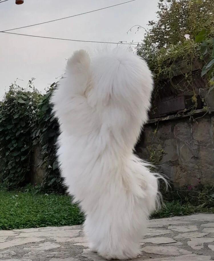 Coton-de-Tulear-stenci