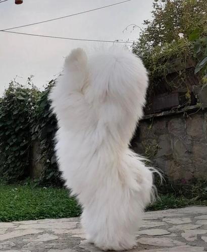 Coton de Tulear stenci