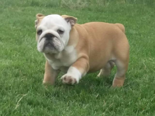 Engleski-buldog--prelepa-stenad