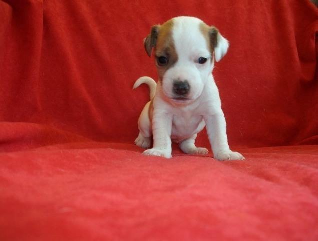 Jack-Russel-Terrier---prelepi-stenci