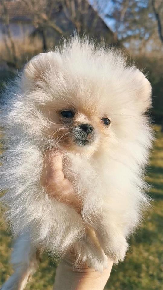Pomeranski-špic