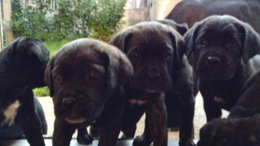 Cane-Corso-štenci