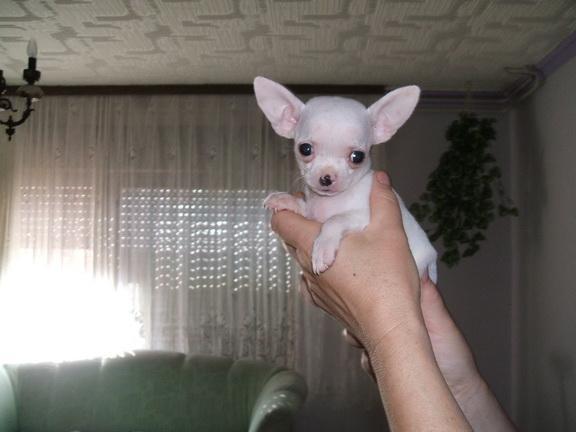 Civava mini