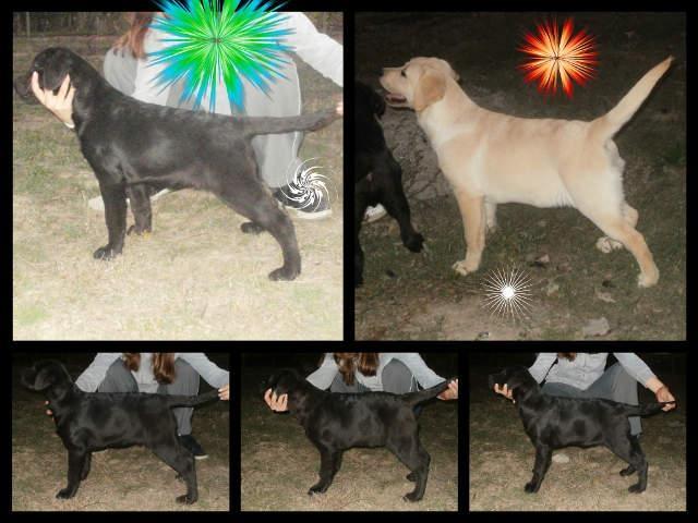 Labrador Retriver - stenci od 4 meseca