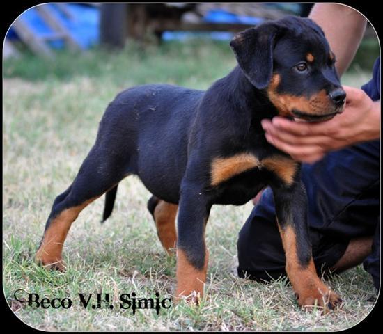 Rottweiler