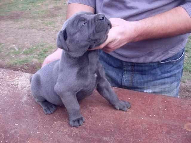 Cane-Corso-stenad