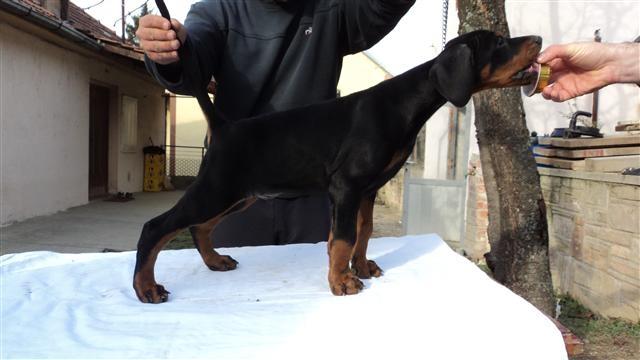 Doberman-stenad