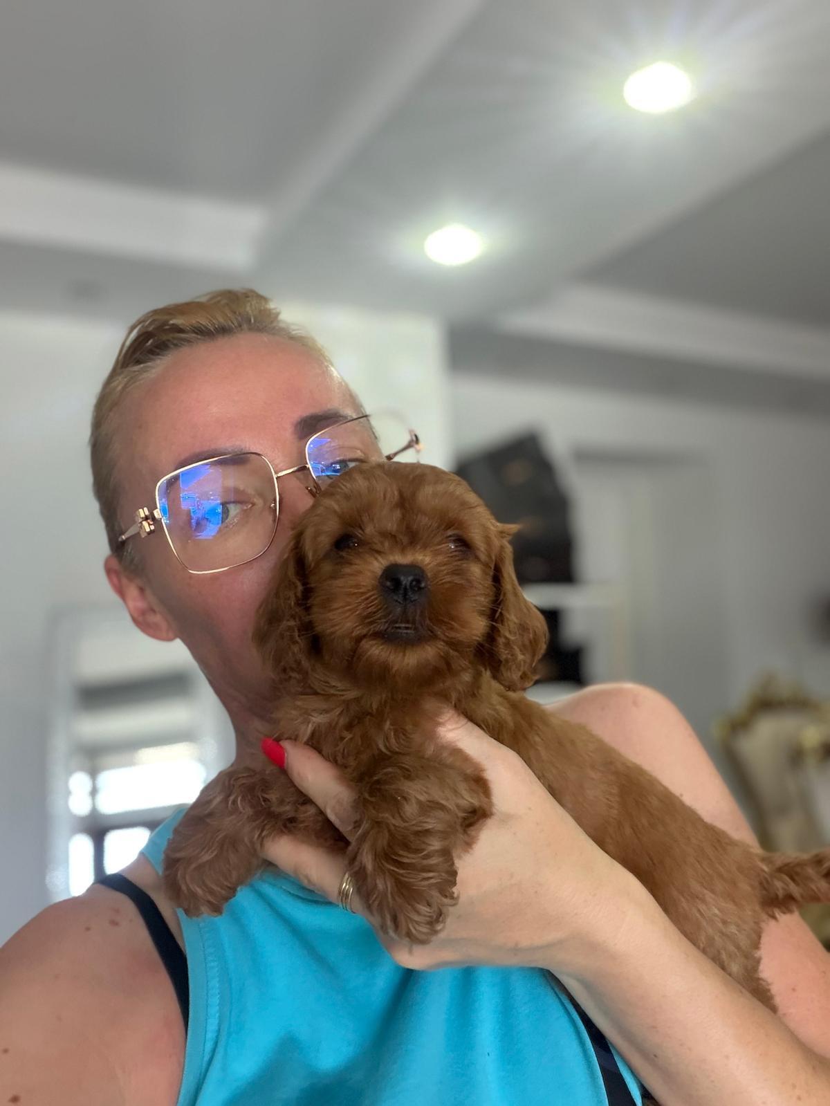 Goldendoodle-prelepi-štenci