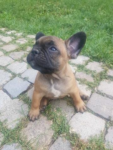 Francuski-buldog-stenci