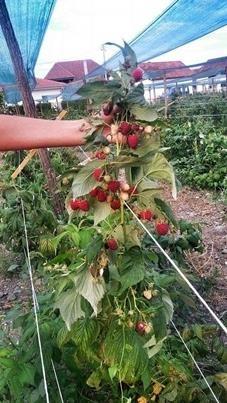 Sadnice-maline-Polka---dobro-razvijene-