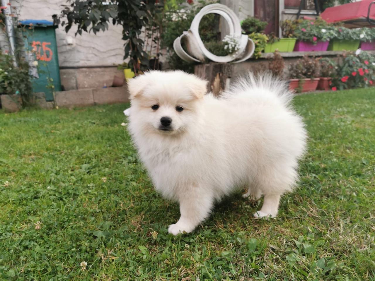 Pomeranski-špic-štenci