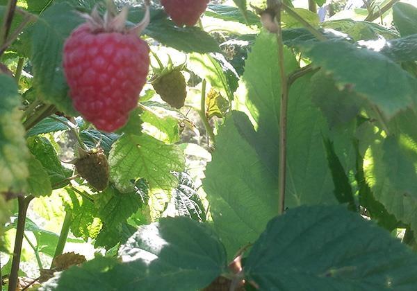 Sadnice maline