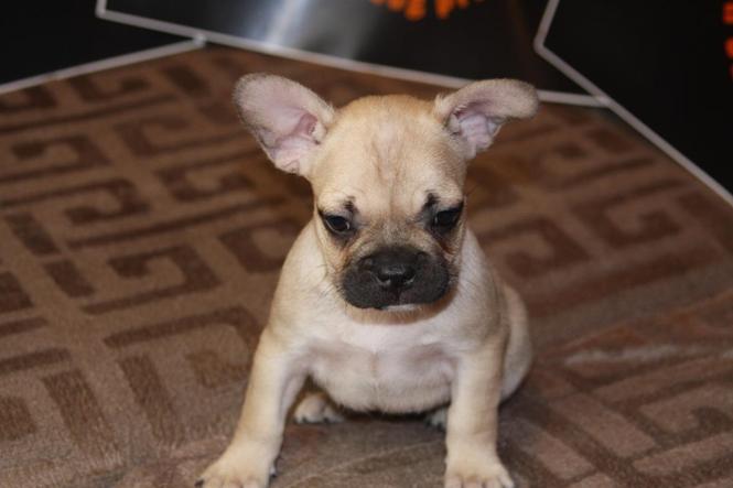 Francuski Buldog EXOTIC