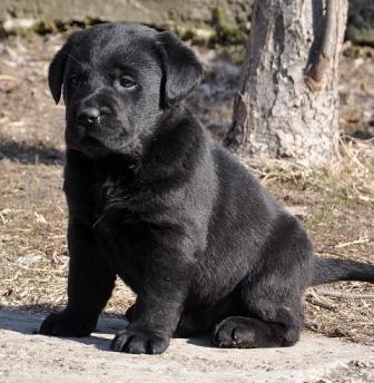 LABRADOR-RETRIVER--prvobirani-stenci