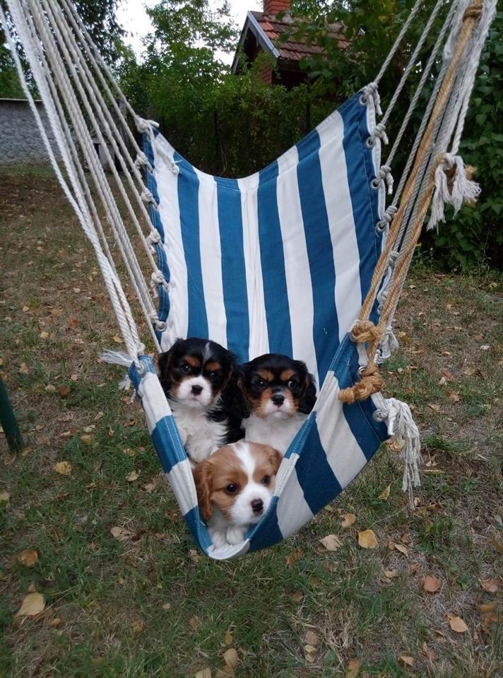 Štenad-D-legla-CAVALIER-KING-CHARLES-SPANIEL