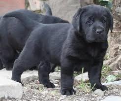 stenci-labradora