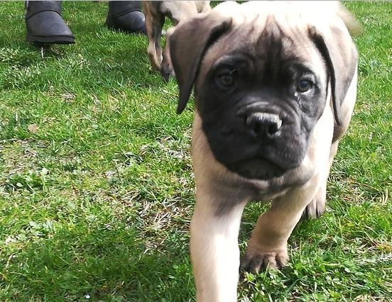 Bullmastiff-štenci