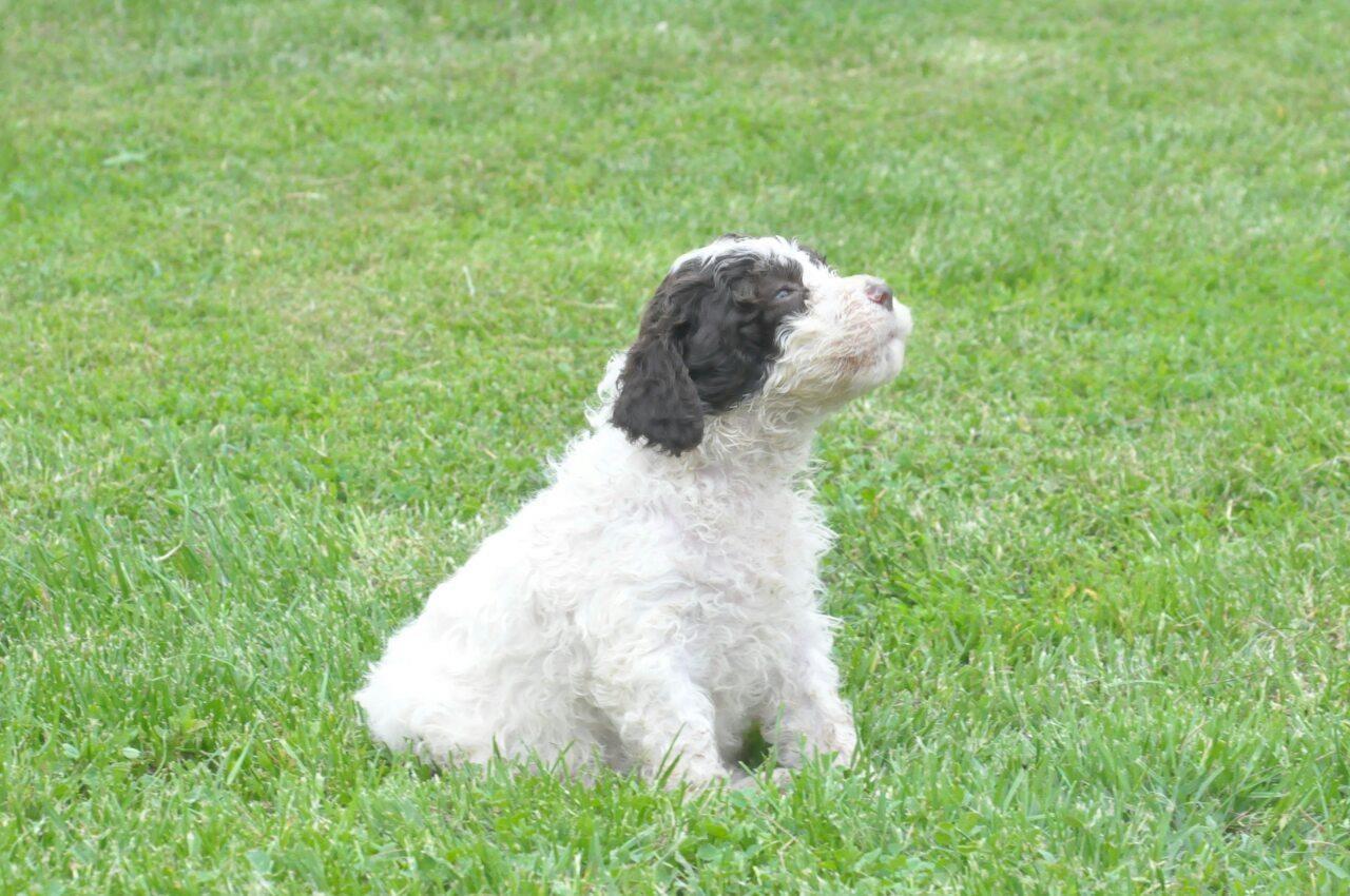 Lagotto-Romagnolo-stenci-