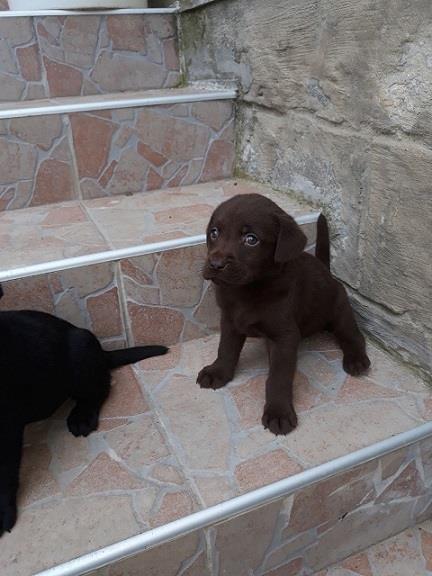 Labrador-stenci