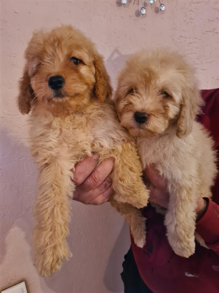 Labradoodle-štenci