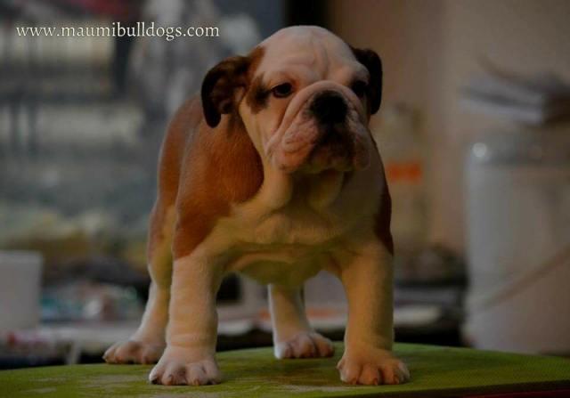 Engleski-buldog--vrhunsko-leglo---