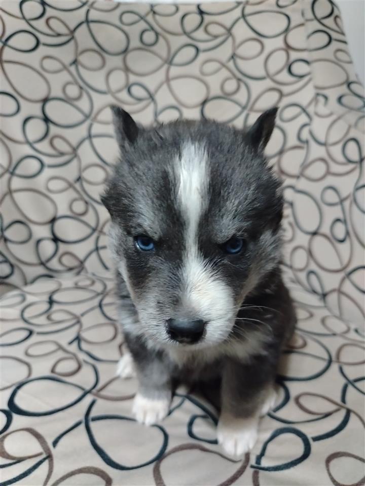 Haski