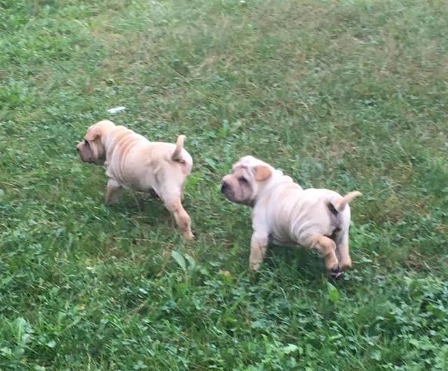 Šar-pej--Shar-pei--štenci-