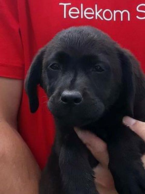 Labrador-retriver