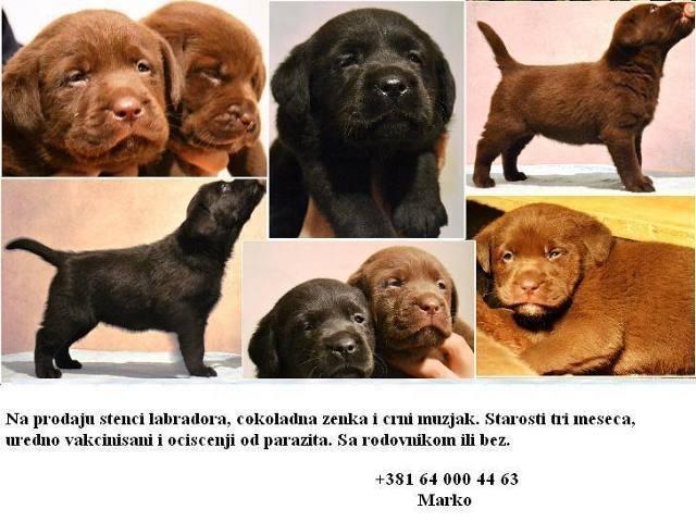 Labrador retriver - stenci 