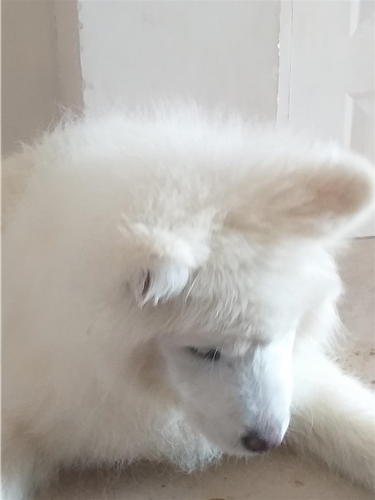 Samojed stene