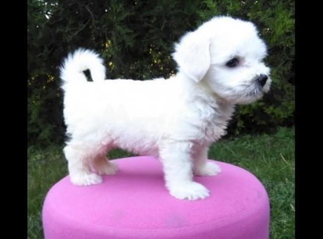 Coton-de-Tulear-Tulearski-pas