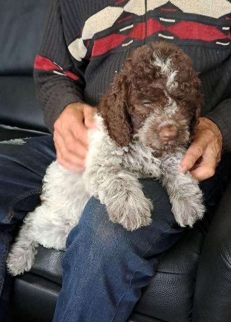 Lagotto-Romagnolo-štenci