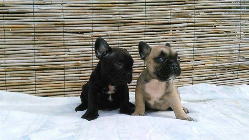 Francuski-buldog--stenad