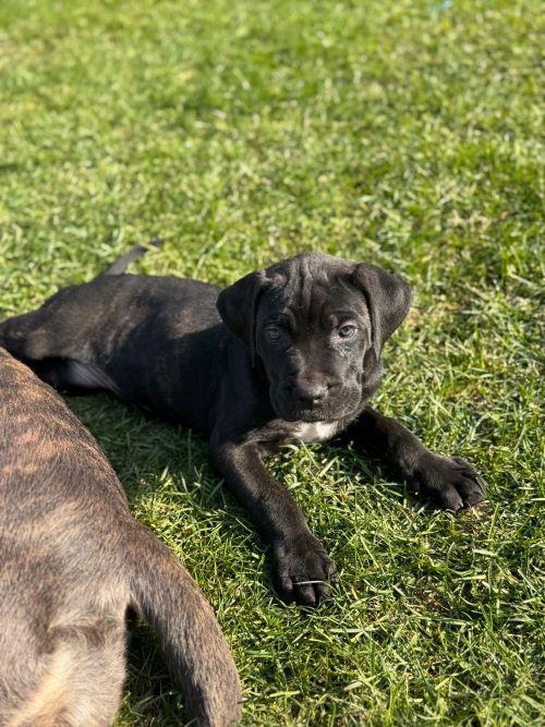 Cane-Corso-štenci