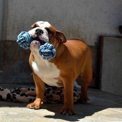 Engleski-Buldog-