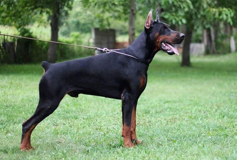 DOBERMAN-ŠTENE-