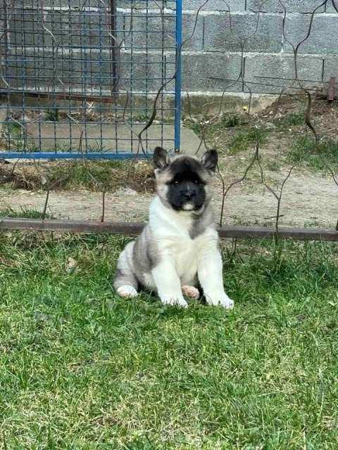 Američka-Akita-štenci