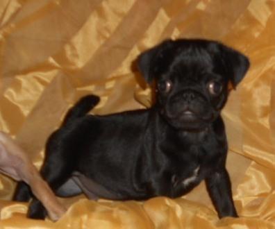 Mops-stenad